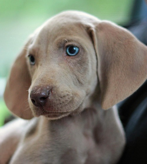 Weimaraner